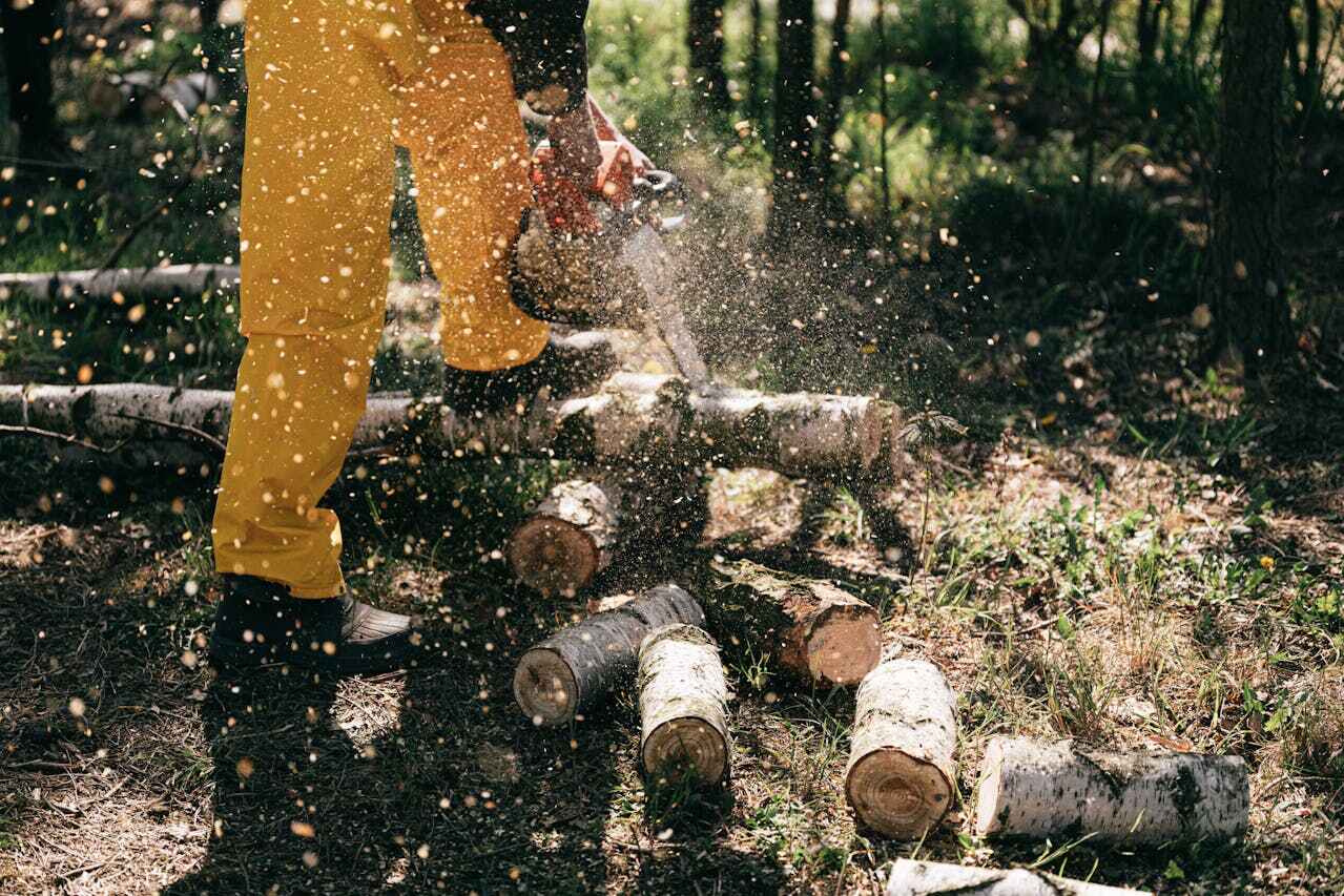 The Steps Involved in Our Tree Care Process in Boonville, CA